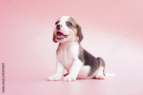 The general appearance of the beagle resembles a miniature Foxhound. Beagles have excellent noses. Beagles are used in a range of research procedures.