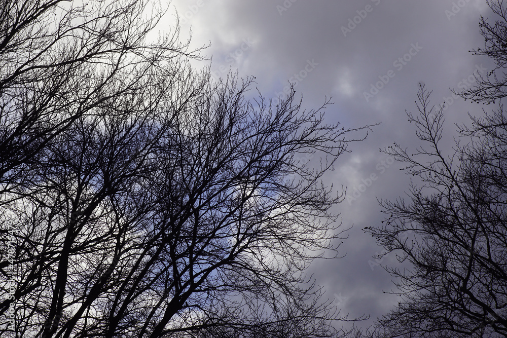Dark clouds, sky, silhouette trees in the winter in the Netherlands. Stormy, January Dark clouds, sky, silhouette trees in the winter in the Netherlands. Stormy, January