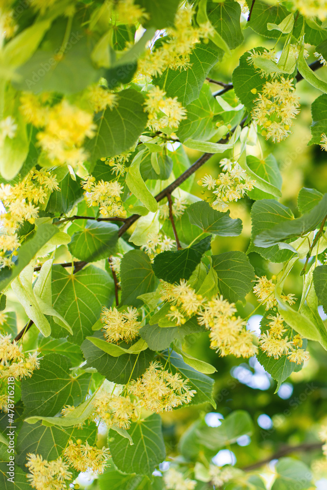 Linden tree flowers clusters tilia cordata, europea, small-leaved lime, littleleaf linden bloom. Pharmacy, apothecary, natural medicine, healing herbal tea, aromatherapy. Spring background. Linden tree flowers clusters tilia cordata, europea, small-leaved lime, littleleaf linden bloom. Pharmacy, apothecary, natural medicine, healing herbal tea, aromatherapy. Spring background.