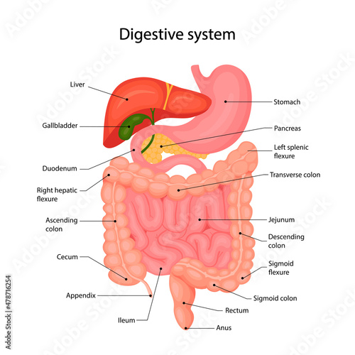 Fototapeta Anatomy of the human digestive system with a description of the corresponding internal parts