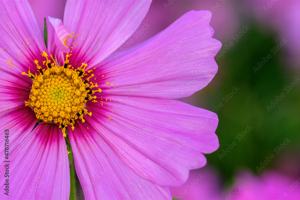 Cosmos flowers with the soft natural background