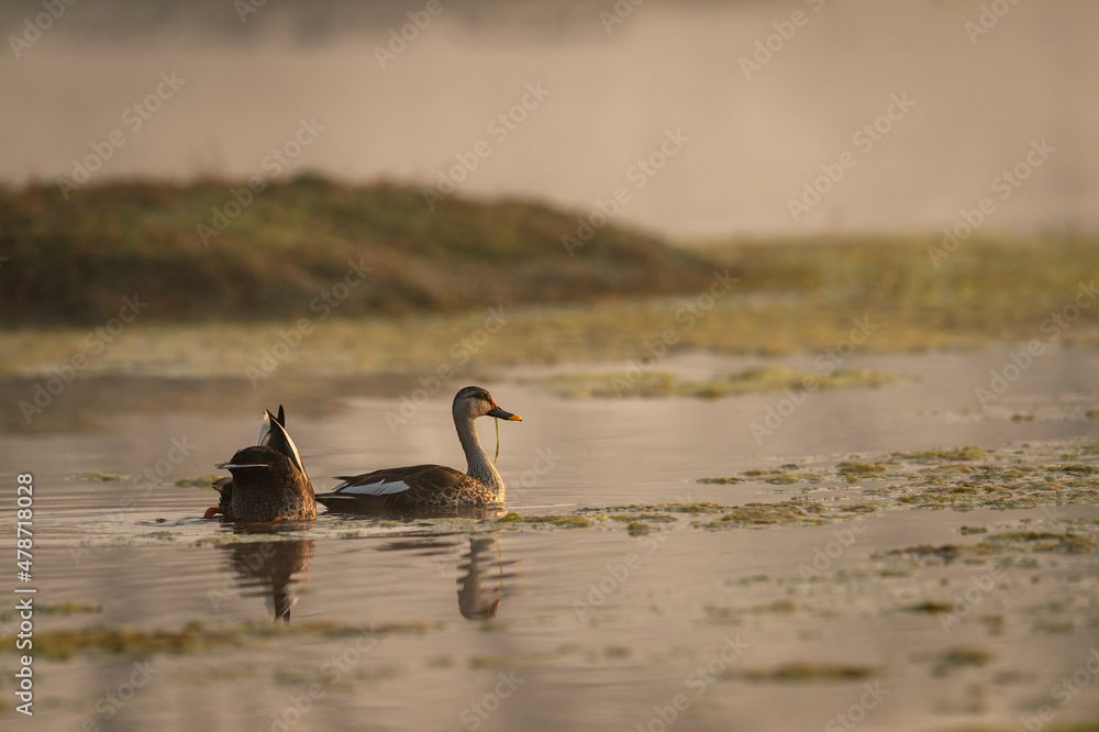 indian spot billed duck or Anas poecilorhyncha pair in winter morning at keoladeo national park or bharatpur bird sanctuary rajasthan india