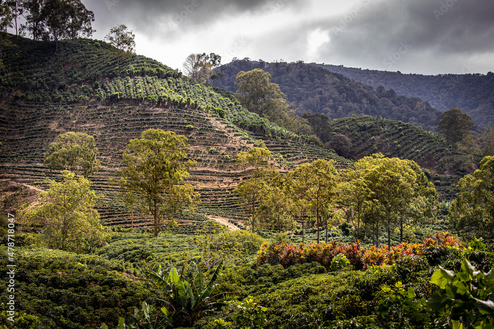 Coffee plantation in the Orosi Valley, Central Valley, Costa Rica 