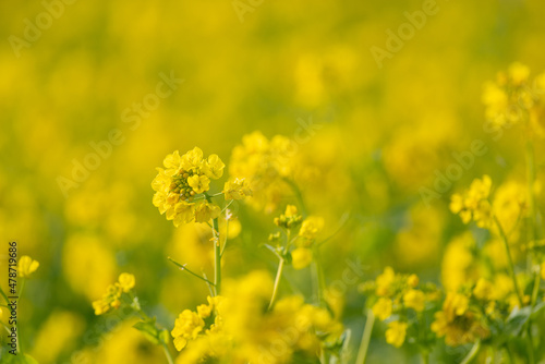 満開の菜の花