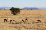 springbok grazing the countyside 