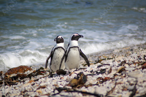 two penguins on a stony beach