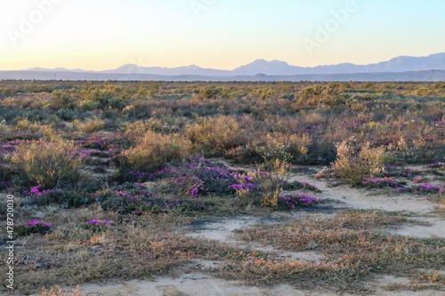 early morning in the karoo countryside of south africa on a spring day photo