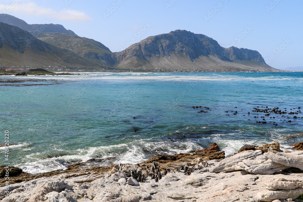 view over betty's bay and the ocean and mountains with penguin colony on the rocks below