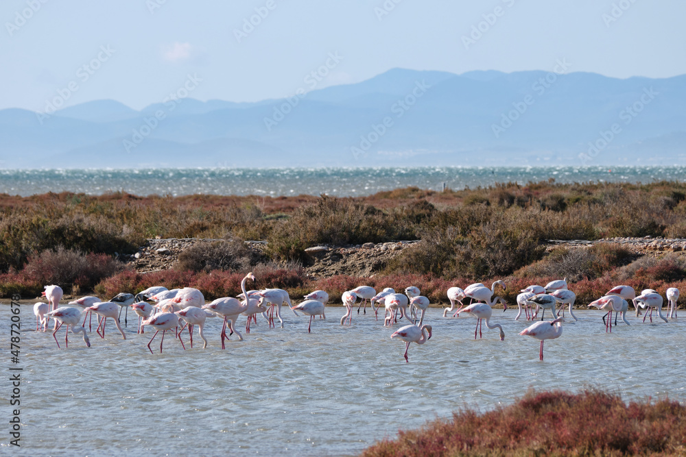 Obraz premium Group of flamingos (Phoenicopterus roseus) in the water at sunset in the laguna de la tancada, delta del ebro natural park, Tarragona, Catalonia