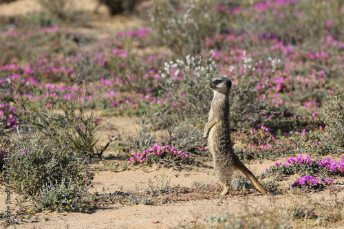 standing meerkat amongst the spring flowers photo
