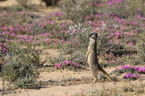Canvastavla standing meerkat amongst the spring flowers
