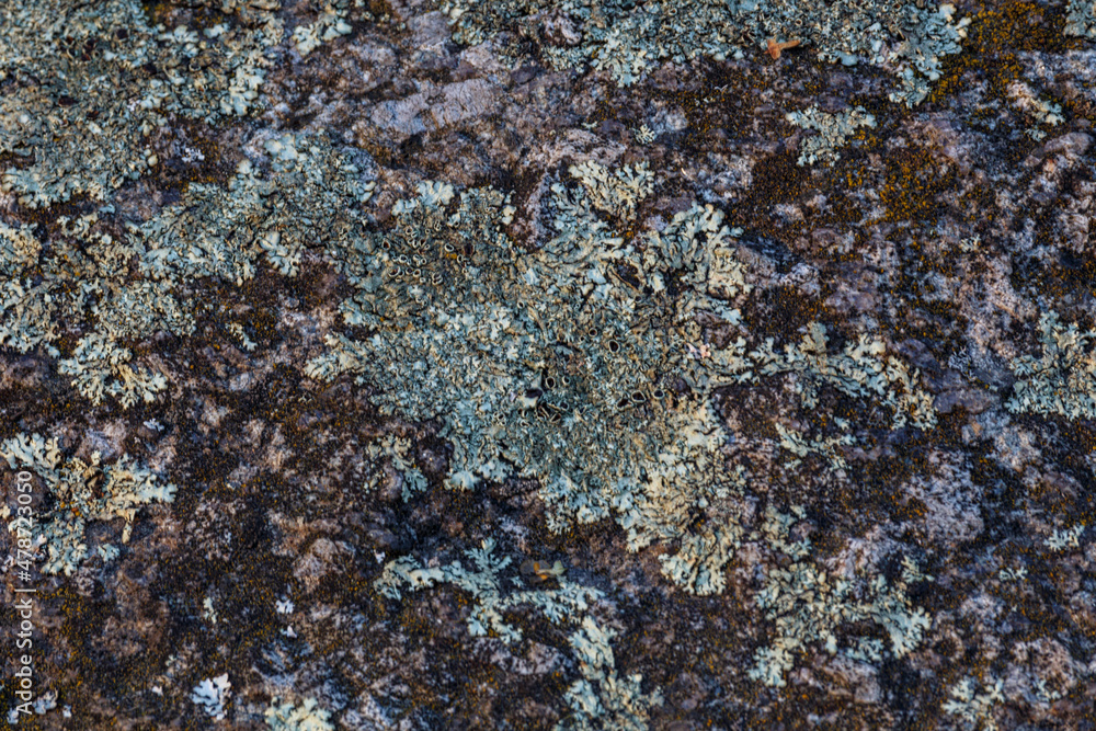 Natural texture of a rock covered with lichen. Lichen patterns on a rock surface. Natural abstract background. Closeup view Natural texture of a rock covered with lichen. Lichen patterns on a rock surface. Natural abstract background. Closeup view