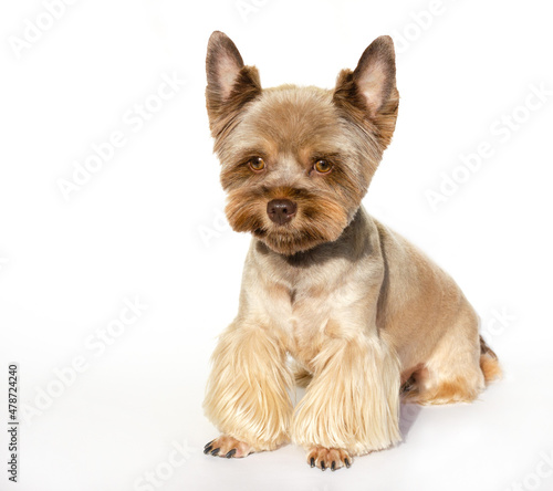 Fototapeta Naklejka Na Ścianę i Meble -  trimmed Yorkshire terrier puppy sits on a white background and looks down. copy space. healthy food concept for dogs.