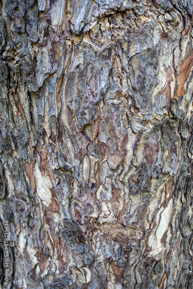 Pattern of tree trunks, bark mixed with gray and brown, Close up texture of aged trees. natural background and wallpaper. Pattern of tree trunks, bark mixed with gray and brown, Close up texture of aged trees. natural background and wallpaper.