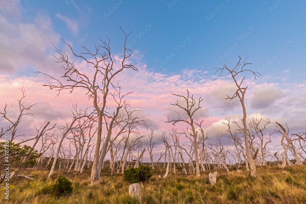 Grove of white bare trees along Great Ocean Road at dusk Grove of white bare trees along Great Ocean Road at dusk