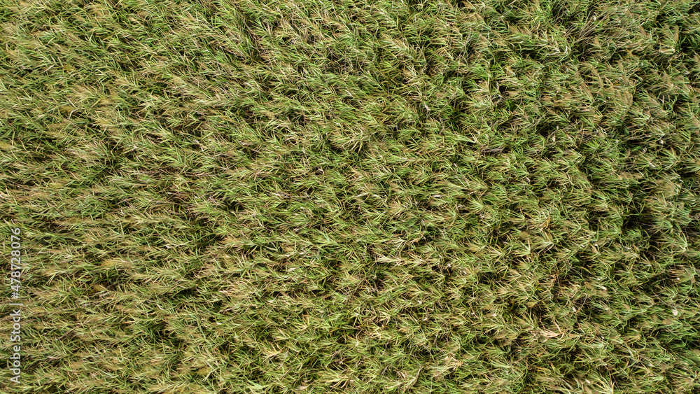 Top view of a reed covered meadow creating background structure. Wild green plants growing in summer nature and wind blowing into it. Aerial view of grass.