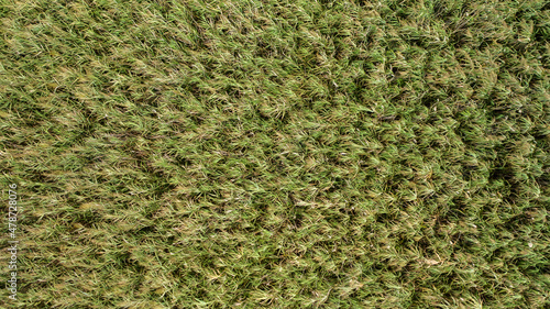Obraz na płótnie Top view of a reed covered meadow creating background structure. Wild green plants growing in summer nature and wind blowing into it. Aerial view of grass. w salonie