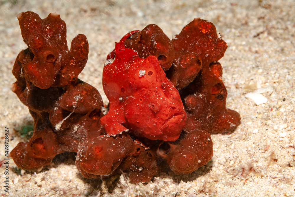 Fototapeta premium Gute Tarnung ist wichtig im Meer