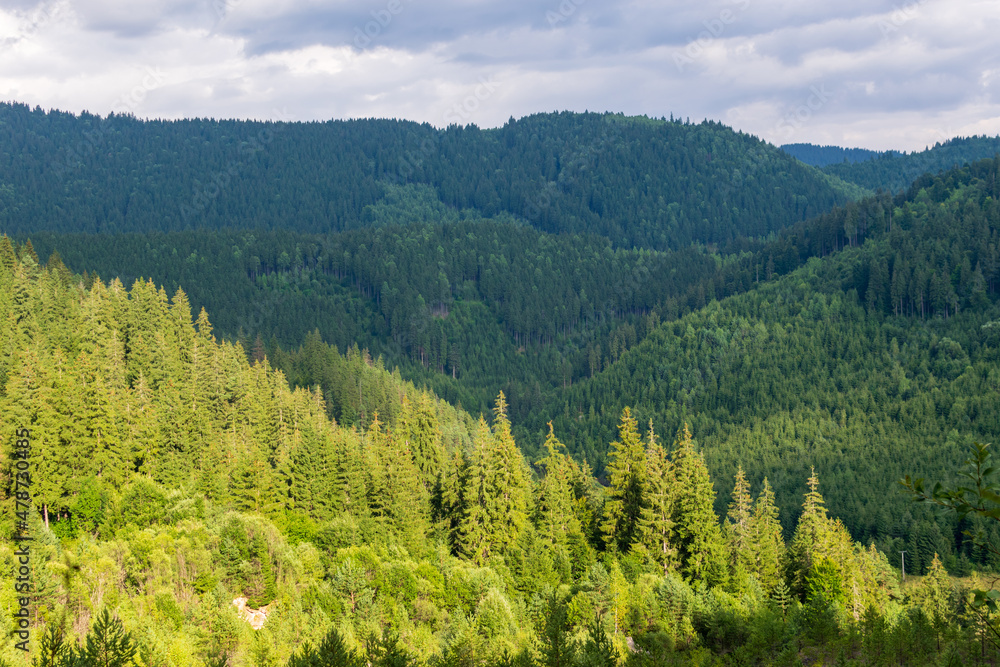 A fir forest landscape from the Fairies Garden, Borsec, Romania
