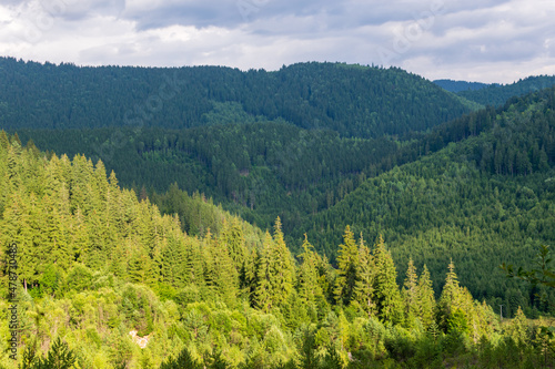 A fir forest landscape from the Fairies Garden, Borsec, Romania 