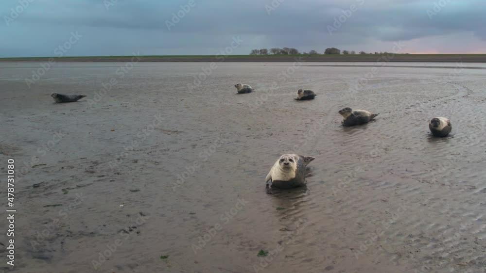 Aerial View Of Grey Seals Being Inquisitive At Drone Flying Near Them At Texel Wadden Island Aerial View Of Grey Seals Being Inquisitive At Drone Flying Near Them At Texel Wadden Island