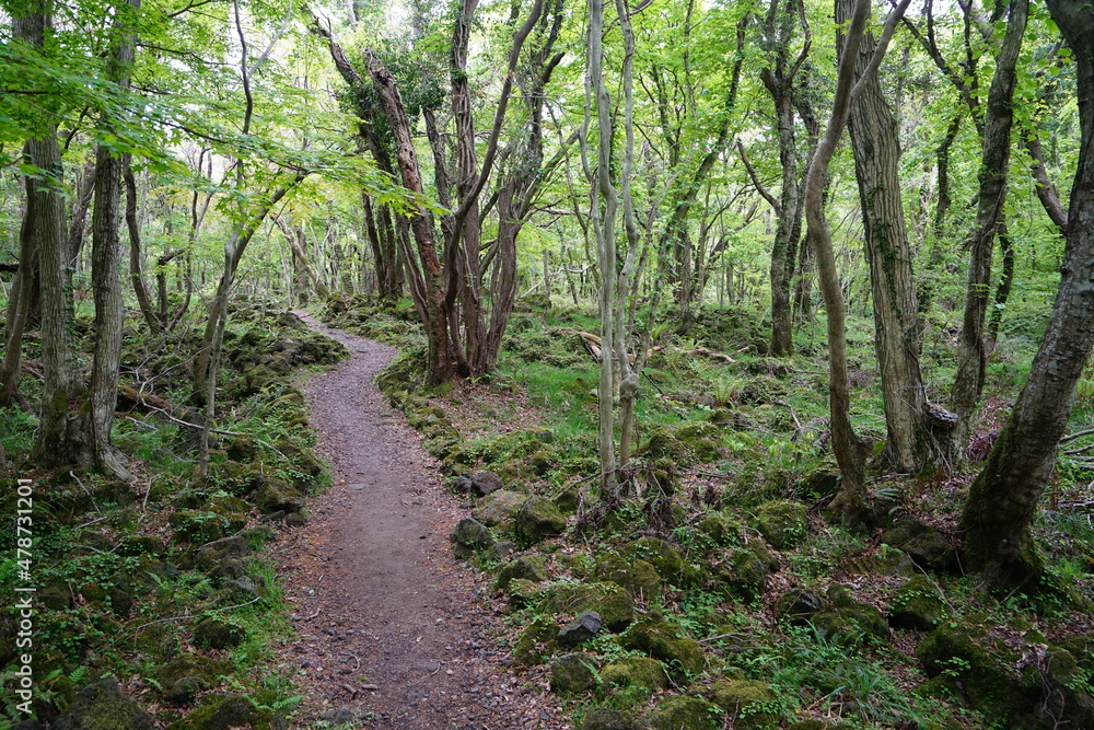 a forest path through fern and mossy rocks a forest path through fern and mossy rocks