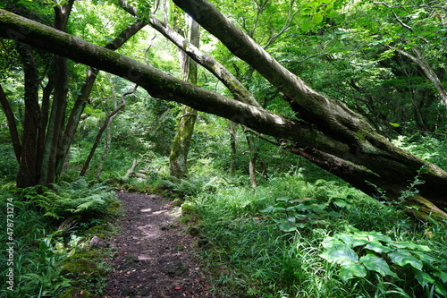 fallen trees in the thick wild forest