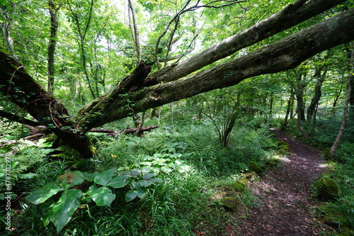 fallen trees in the thick wild forest