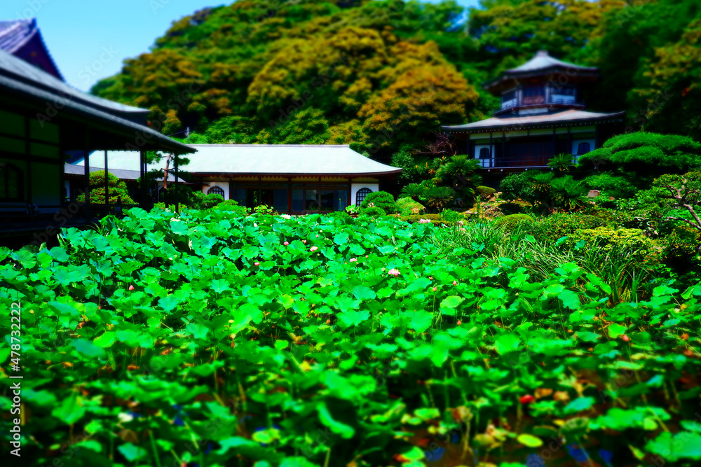 Naklejka premium 鎌倉市材木座の浄土宗大本山、光明寺の記主庭園の蓮池