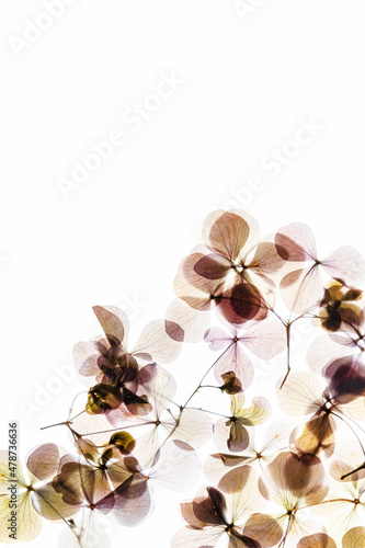 hydrangea flowers on the white background