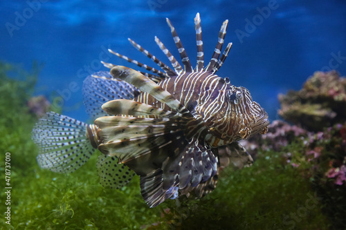 Lionfish (dendrochirus zebra), fish in an aquarium, blurred background
