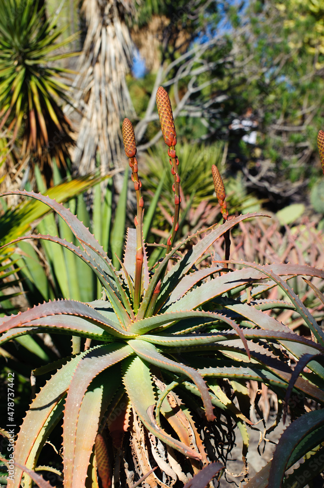 Aloe vera - cactus from Gran Canary Aloe vera - cactus from Gran Canary