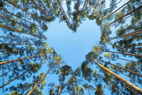 Pine trees in the forest form a heart shape their branches against a blue sky, a perspective view from the bottom up. Valentine's Day concept.