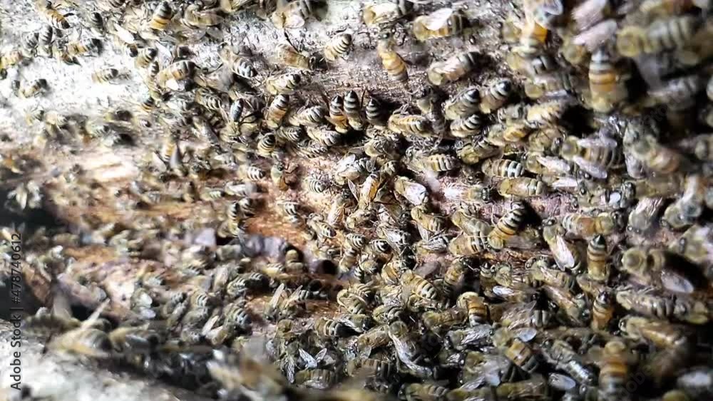 Vertical Slow motion shot of honey bees buzzing on a tree trunk in HD 1080p 30p Vertical Slow motion shot of honey bees buzzing on a tree trunk in HD 1080p 30p