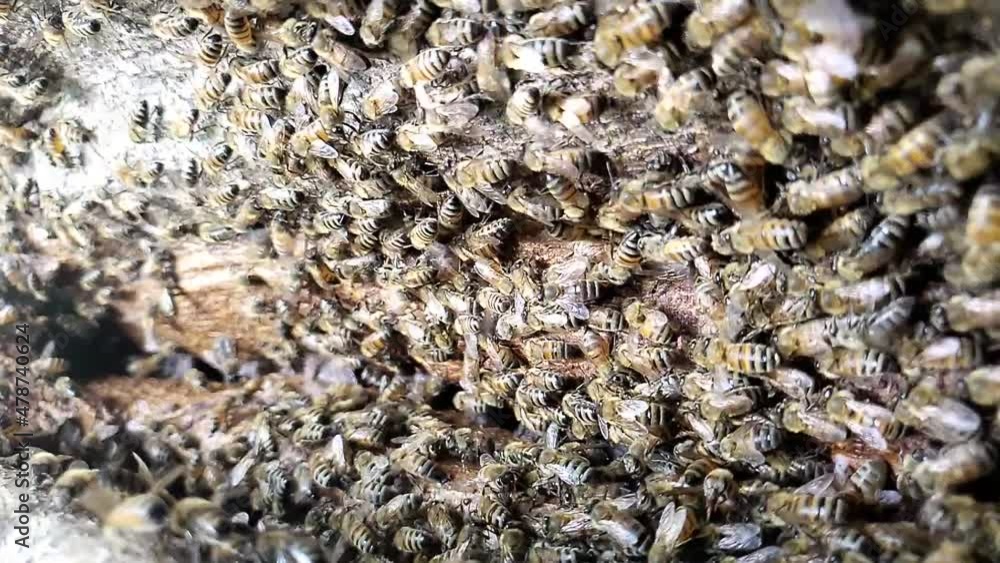 Vertical Slow motion shot of honey bees buzzing and flying on a tree trunk in HD 1080p 30p Vertical Slow motion shot of honey bees buzzing and flying on a tree trunk in HD 1080p 30p