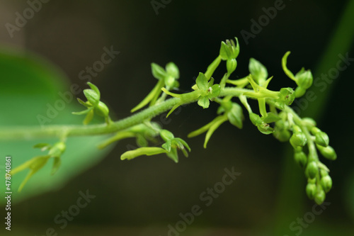 Closeup of a common twayblade orchid (Neottia ovata). Focus on the blossom in the middle. photo