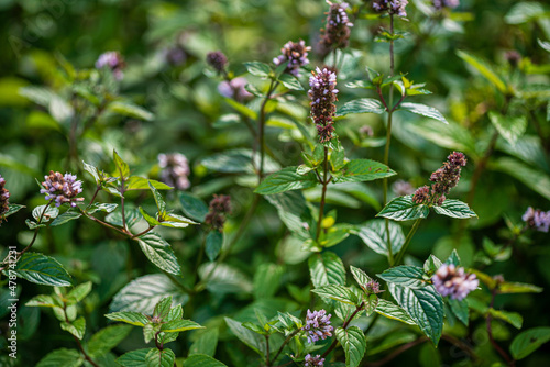 organic mint in the garden