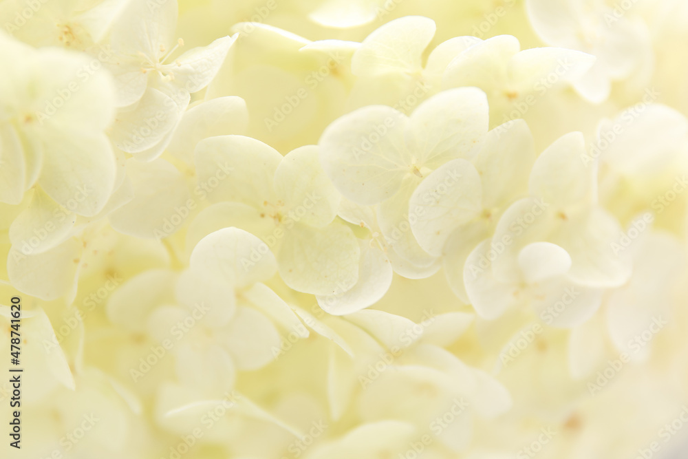 background delicate flowers hydrangea yellow background delicate flowers hydrangea yellow