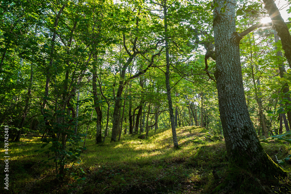Lush grove along the nature trail at the Höckböleholmen nature reserve in Åland Islands, Finland, on a sunny day in the summer.