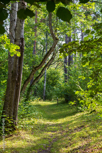 Pathway in a lush grove along the nature trail at the Höckböleholmen nature reserve in Åland Islands, Finland, on a sunny day in the summer.