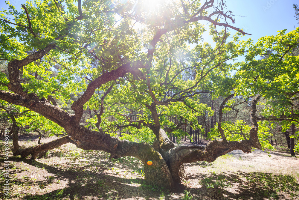 Obraz premium Big tree