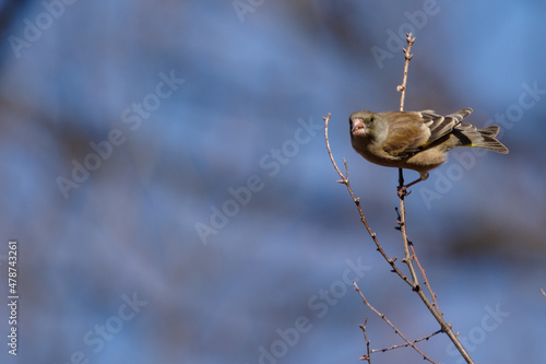 カワラヒワ　東京、新宿での野鳥の風景 photo