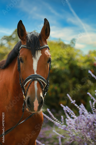 Fotografie Head portraits of a harnessed horse photographed in vertical format, picture arrangement with space on the right side