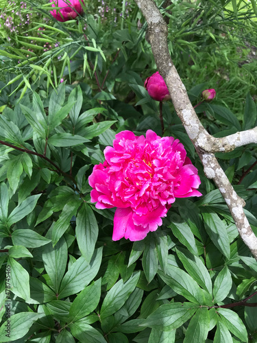 pink rose bush
