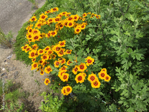 flowers in the park