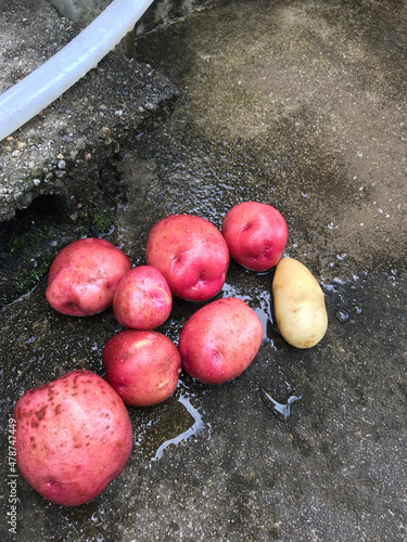 potatoes on the ground