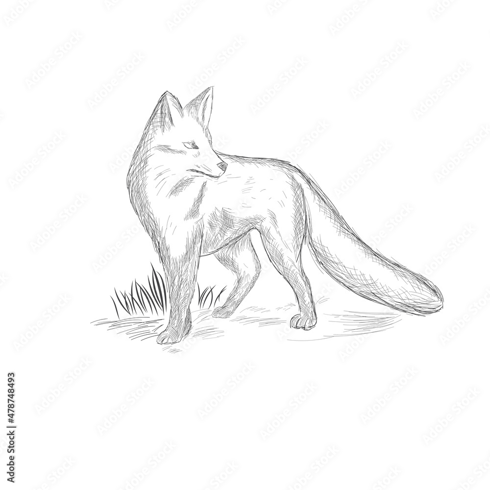 Fox Illustration Fox Illustration