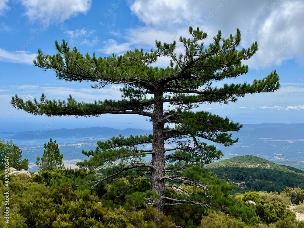 Fototapeta premium Old huge pine in Ospedale forest, Ospedale reservoir in the background. Corsica, France.
