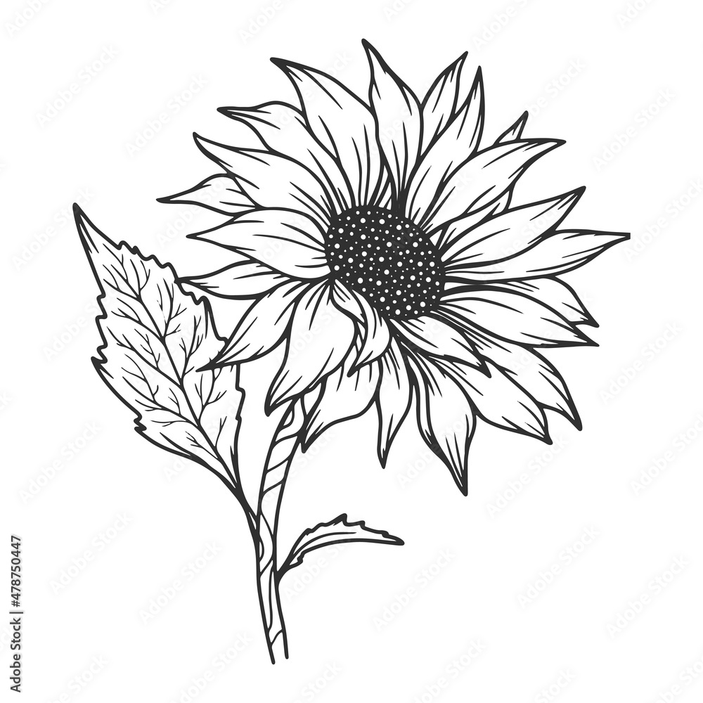 Sunflower Outline, Sunflower Line Art, Floral Line Drawing, black and ...