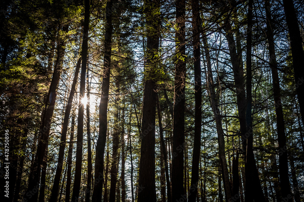Fototapeta premium Seeing the sun through the thick of foforest, arest